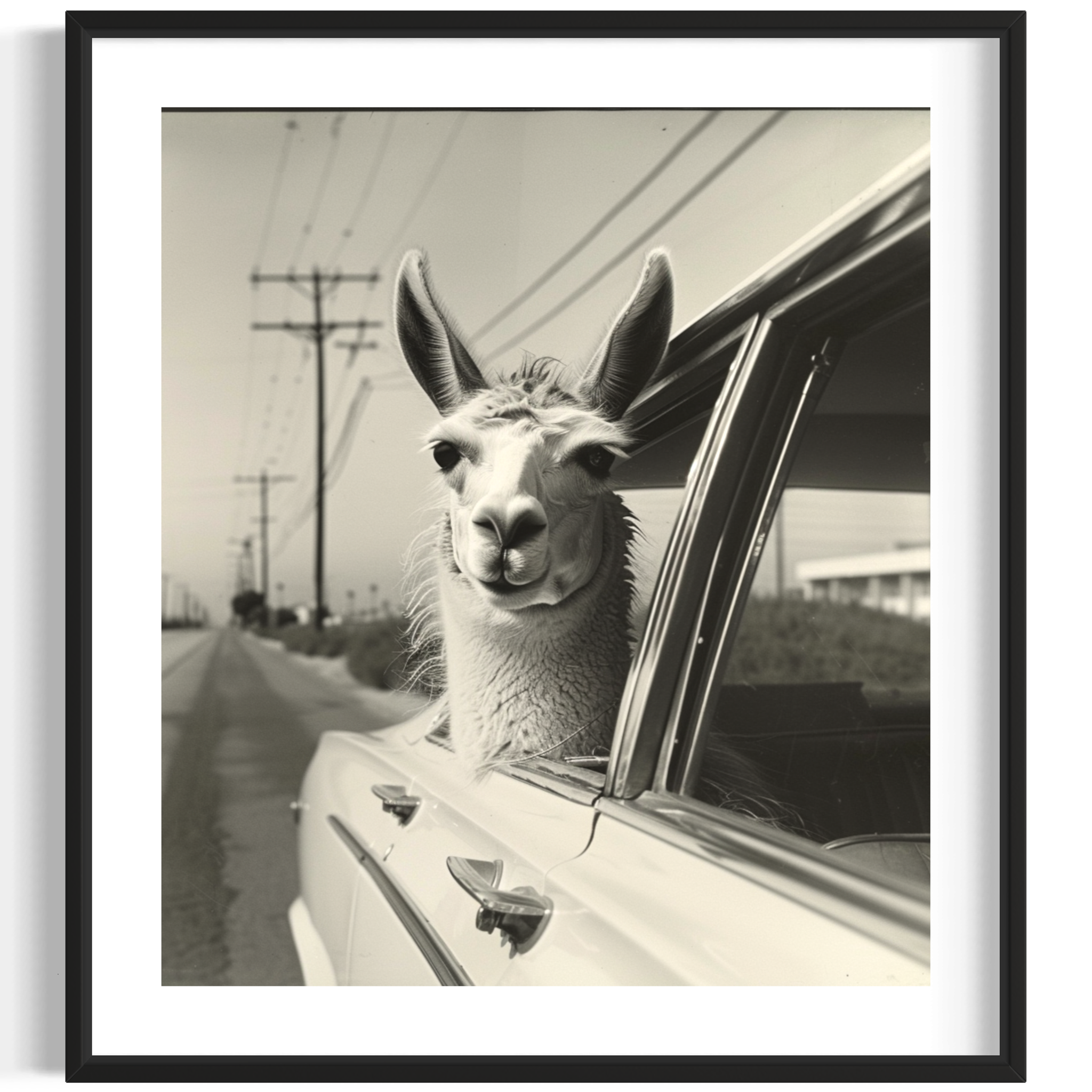 Llama's in cars